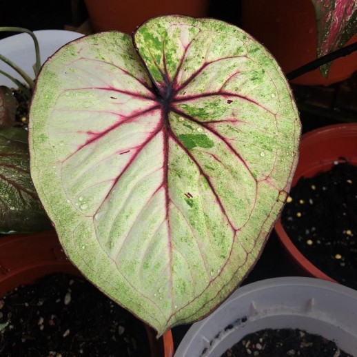 Muda de Caladium Marina