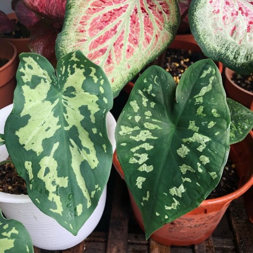 muda de planta caladium á venda