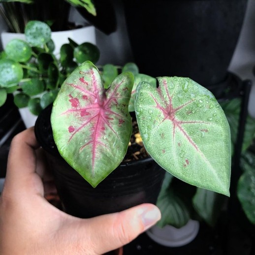 muda de planta caladium á venda