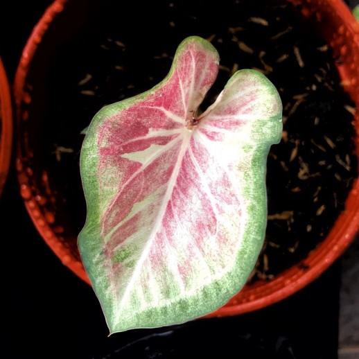 venda de planta caladium
