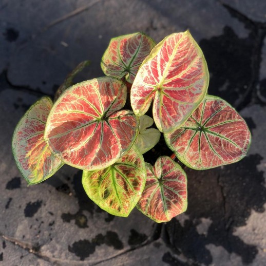 Muda de Caladium Carine
