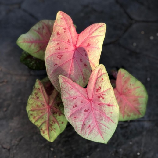 Mudas de caladium