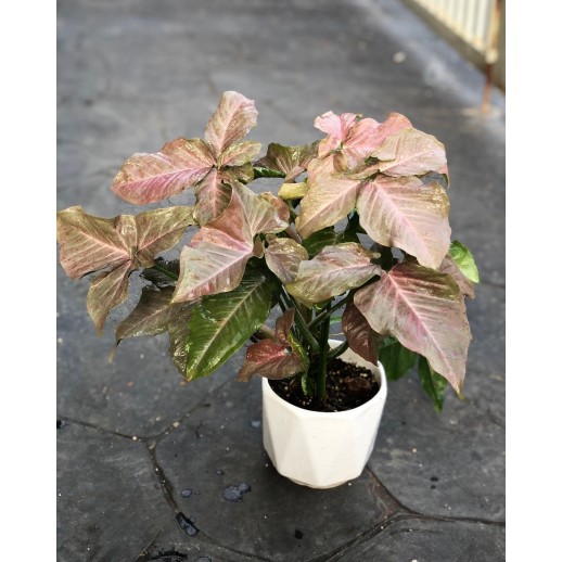 venda de planta caladium