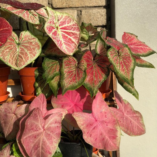 Venda de planta caladium