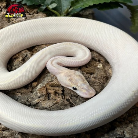 Cobra Python Ball Legalizada