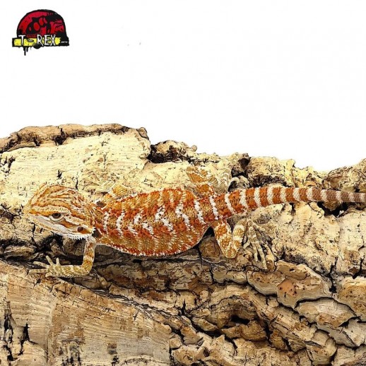 Criatório Brasil Pogonas Leglizadas