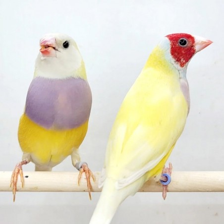 venda de diamante gould amarelo