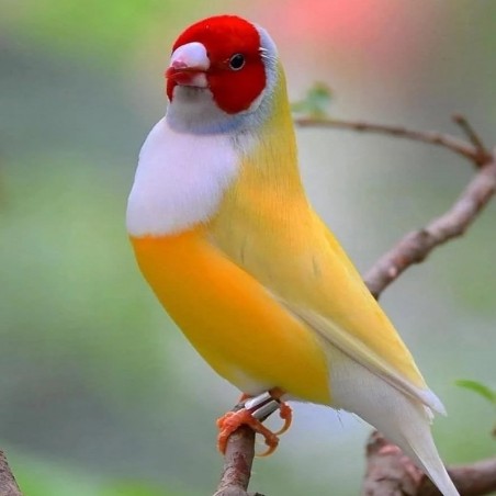 comprar passarinho diamante gould