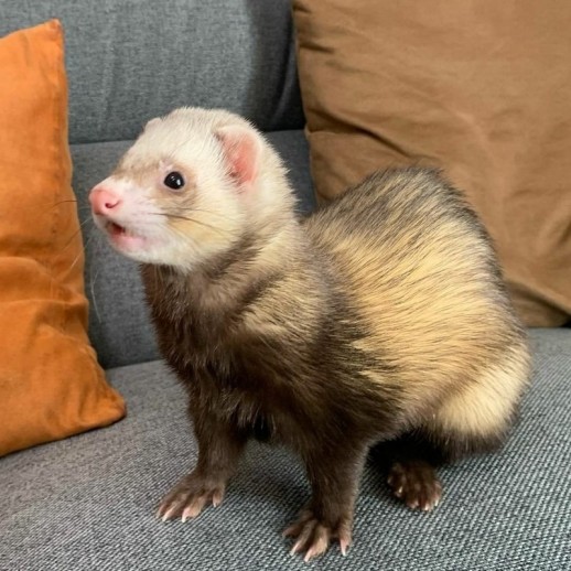 Filhote de Ferret