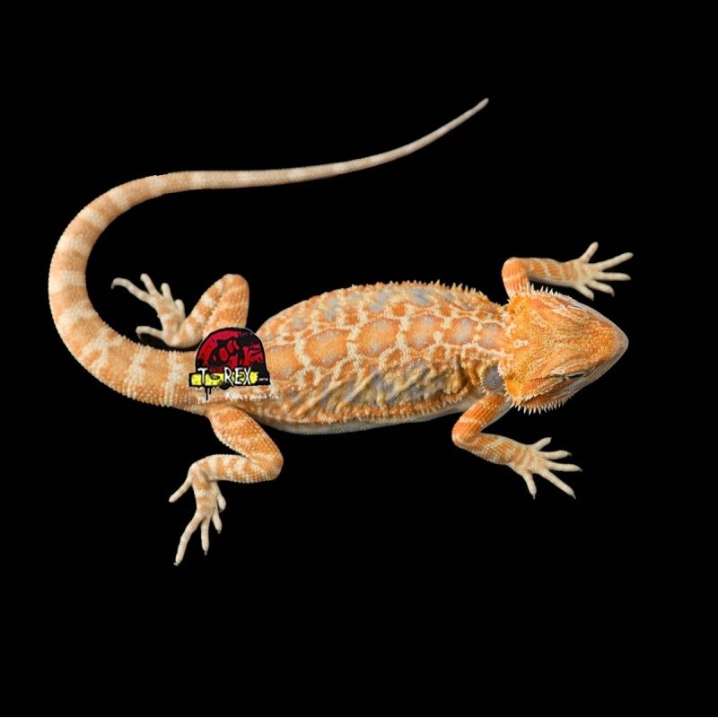 Dragao barbudo legalizado