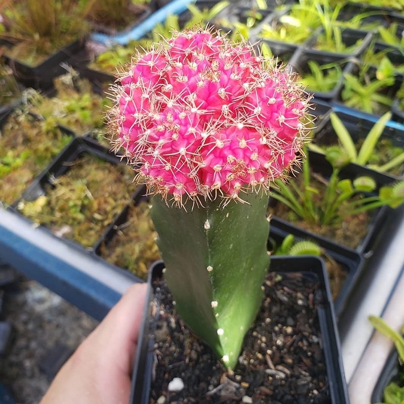 venda de cacto cor de rosa