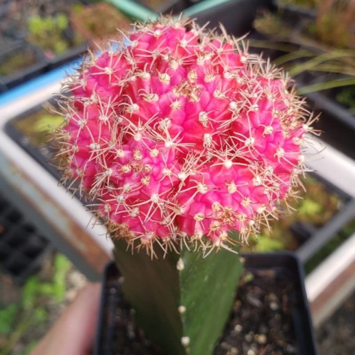 comprar cacto cor de rosa