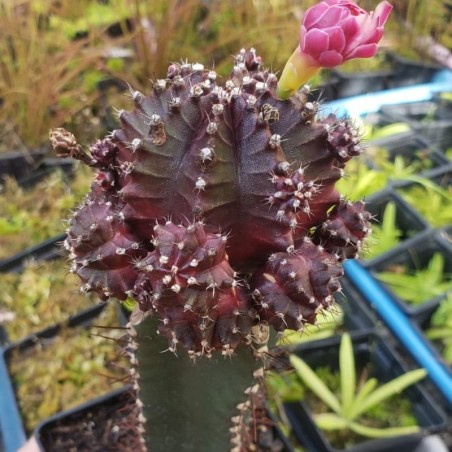 comprar cacto cor vinho