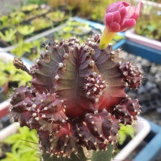 cacto colorido vermelho escuro