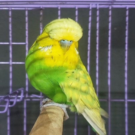 comprar periquito ingles verde