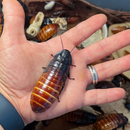 comprar Barata de Madagascar