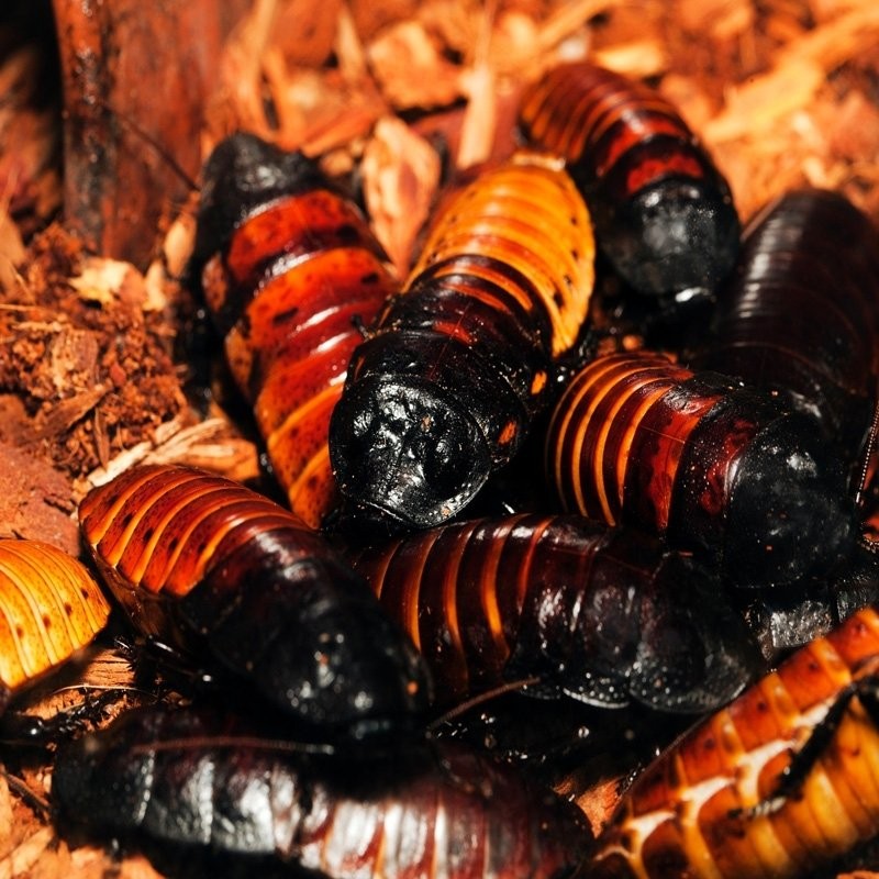 comprar barata de madagascar