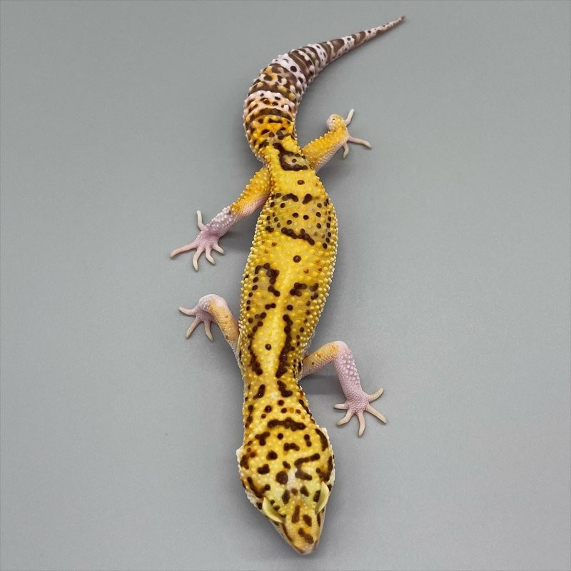 comprar Leopard Gecko Legalizado
