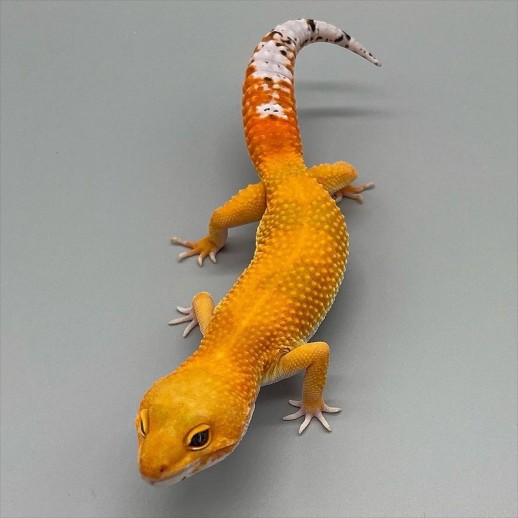 preço de gecko