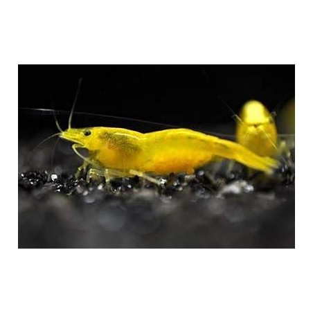 camarão amarelo aquário