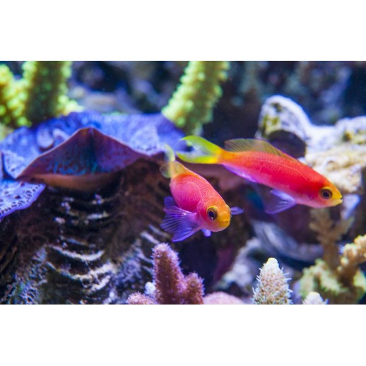 CARBERRYI ANTHIAS - NEMANTHIAS CARBERRYI 