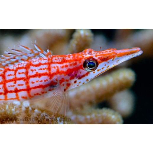 LONGNOSE HAWKFISH - OXYCIRRHITES TYPUS PQ