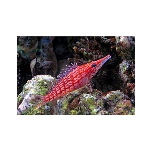 LONGNOSE HAWKFISH - OXYCIRRHITES TYPUS PQ