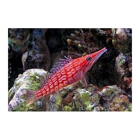 LONGNOSE HAWKFISH - OXYCIRRHITES TYPUS PQ