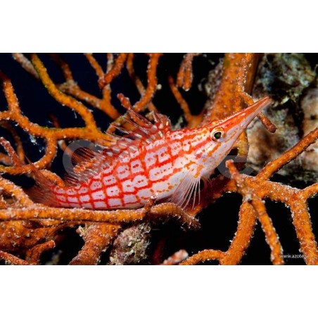 LONGNOSE HAWKFISH - OXYCIRRHITES TYPUS PQ
