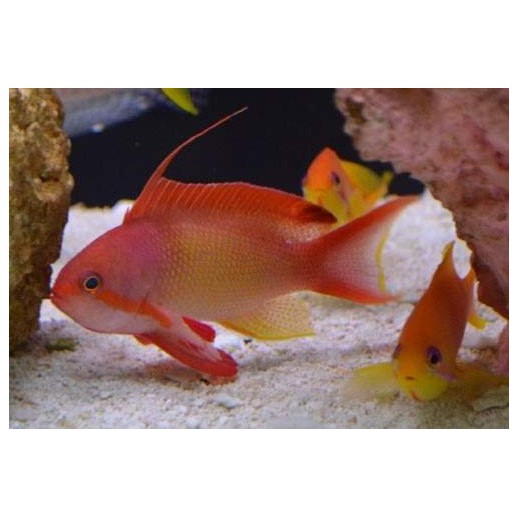 ORANGE ANTHIAS MACHO - PSEUDANTHIAS SQUAMIPINNIS 