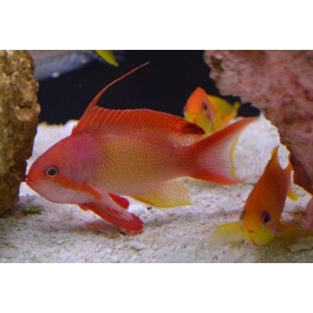 ORANGE ANTHIAS MACHO - PSEUDANTHIAS SQUAMIPINNIS 