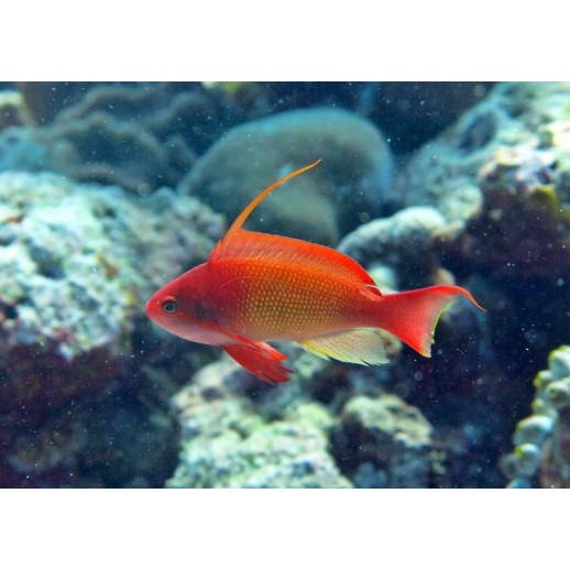 ORANGE ANTHIAS MACHO - PSEUDANTHIAS SQUAMIPINNIS 