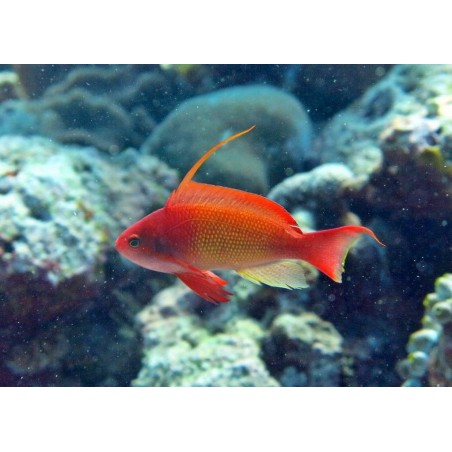ORANGE ANTHIAS MACHO - PSEUDANTHIAS SQUAMIPINNIS 