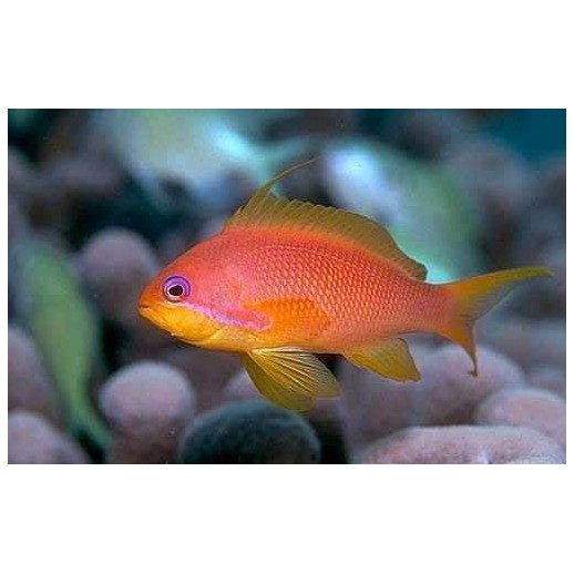 ORANGE ANTHIAS MACHO - PSEUDANTHIAS SQUAMIPINNIS 