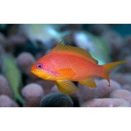 ORANGE ANTHIAS MACHO - PSEUDANTHIAS SQUAMIPINNIS 