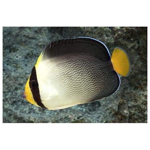 SINGAPORE ANGEL - CHAETODONTOPLUS MESOLEUCUS