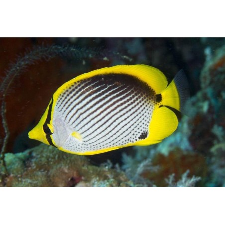 BLACK BACK BUTTERFLY - CHAETODON MELANNOTUS
