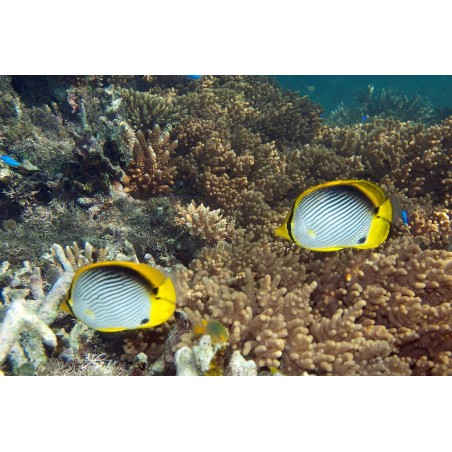 BLACK BACK BUTTERFLY - CHAETODON MELANNOTUS