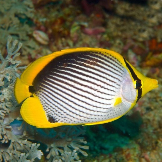 BLACK BACK BUTTERFLY - CHAETODON MELANNOTUS