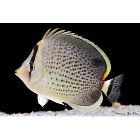 PEPPERED BUTTERFLY - CHAETODON GUTTATISSIMUS 