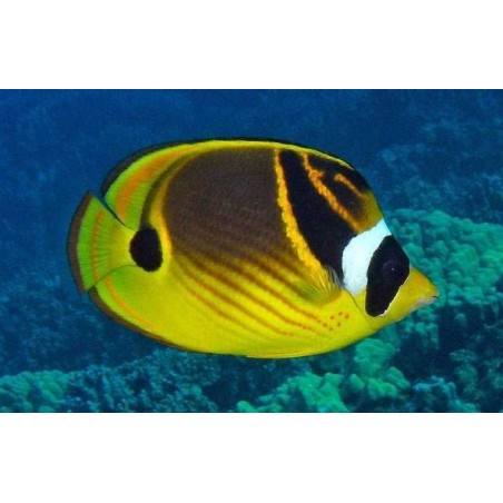 RACCOON BUTTERFLY - CHAETODON LUNULA