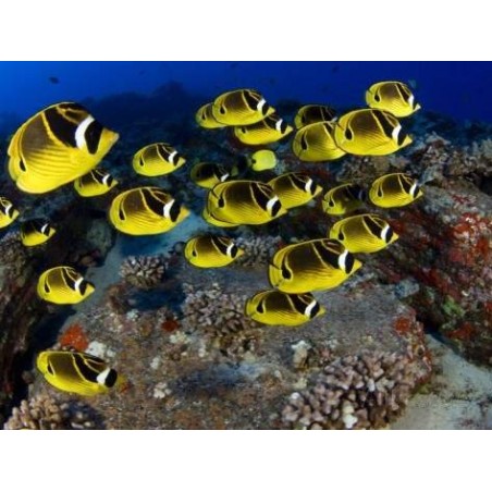 RACCOON BUTTERFLY - CHAETODON LUNULA