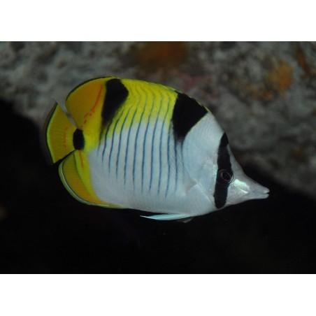 TRUE FALCULA BUTTERFLY - CHETODON FALCULA