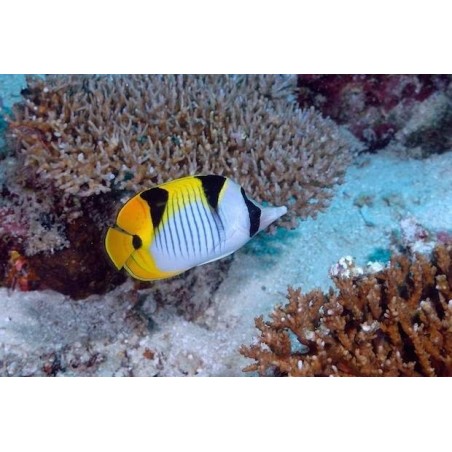 TRUE FALCULA BUTTERFLY - CHETODON FALCULA