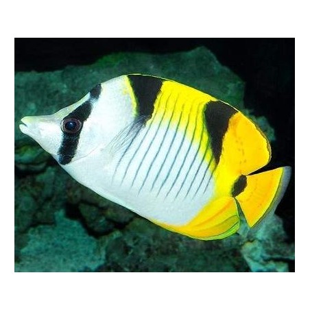 TRUE FALCULA BUTTERFLY - CHETODON FALCULA