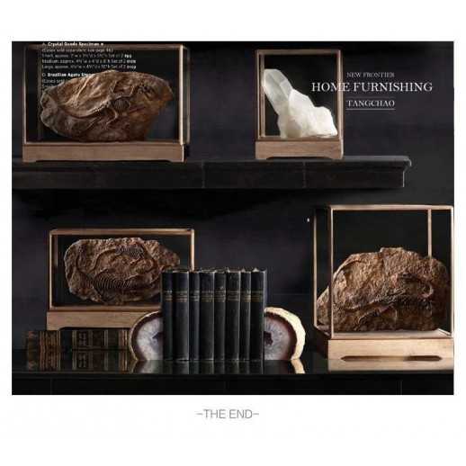 Fóssil Tiranossauro Rex