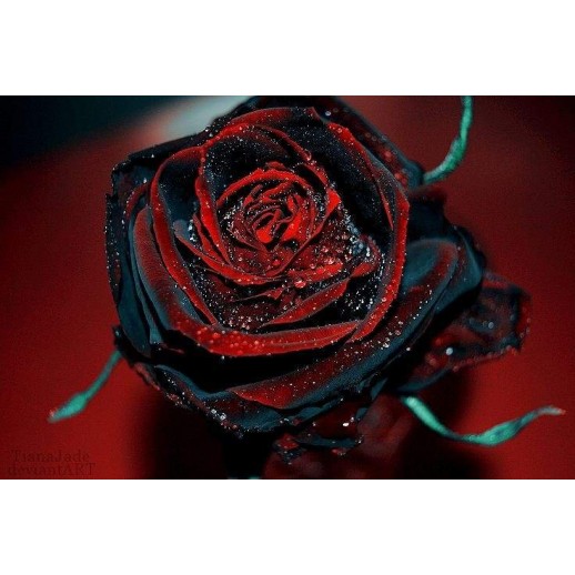 Rosa Blood Black - Negra Mesclado  - Sementes Raras - Exóticas