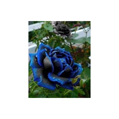 Rosa Blue Black - Azul Mesclado  - Sementes Raras - Exóticas