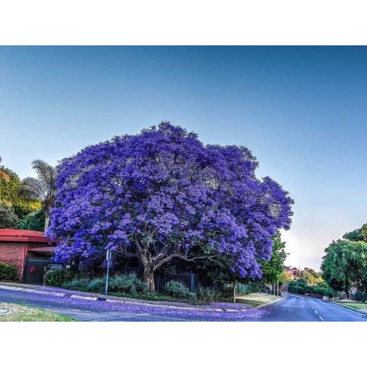 Árvore Jacarandá Azul  - Sementes Raras - Exóticas