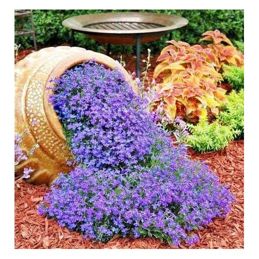 Árvore Jacarandá Azul  - Sementes Raras - Exóticas